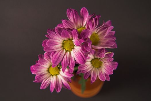 Close-up of daisy flowers