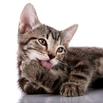 Striped not purebred kitten. Kitten on a white background. Small predator. Small cat.