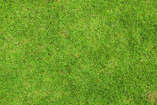 Fresh green grass top view with for background