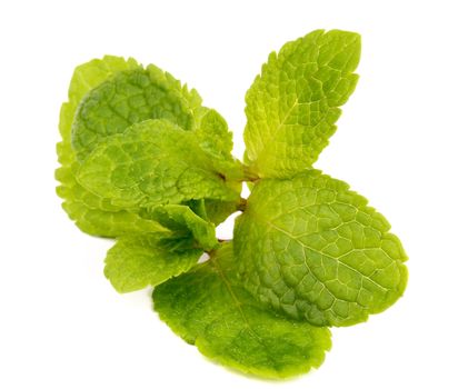 Perfect Fresh Mint Leafs with Droplets isolated on white background