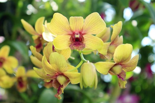 Yellow Orchid