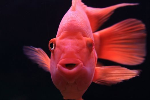 Gold fish
