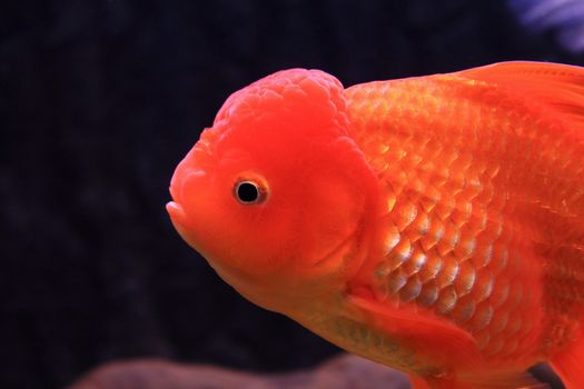 Gold fish
