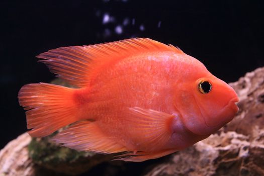 Gold fish