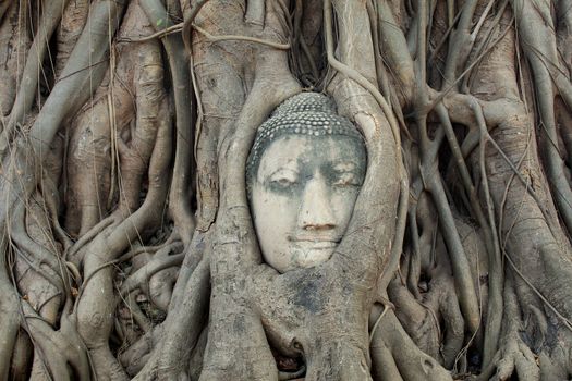 Buddha Head Statue in Banyan Tree, Thailand