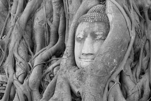Buddha Head Statue in Banyan Tree, Thailand