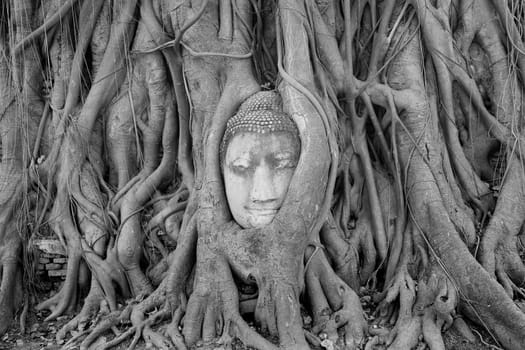 Buddha Head Statue in Banyan Tree, Thailand