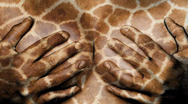 Upper part of female body, hands covering breasts, giraffe