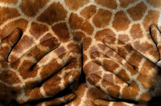 Upper part of female body, hands covering breasts, giraffe