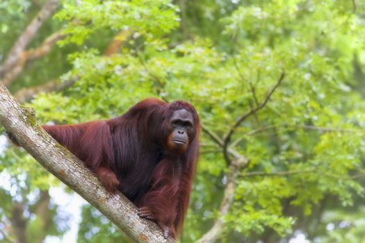 Orangutan in the jungle of Borneo, Malaysia