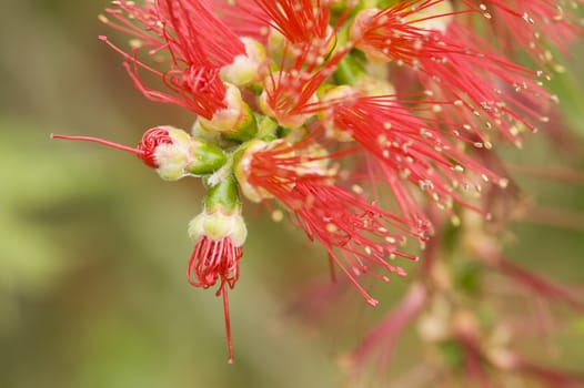 Detail of Red flowers of ornamental bush
