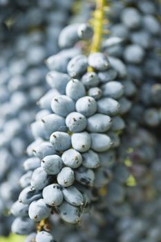 Ornamental Blue berries of a garden bush