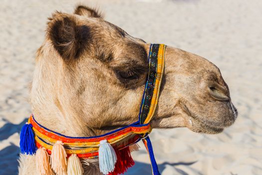 Camel on Jumeirah Beach in Dubai, UAE