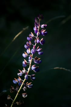 violet flower