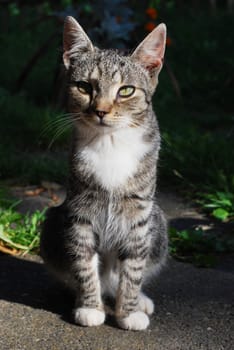 kitten