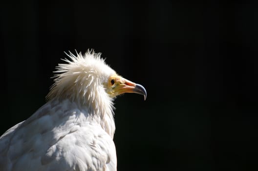 Egyptian Vulture (Neophron percnopterus)