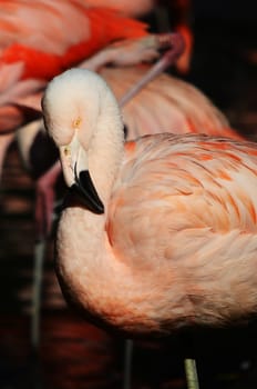 flamingos