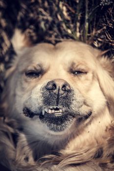 Golden Retriever on the nature and leisure