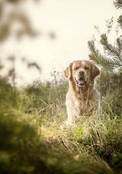 Golden Retriever on the nature and leisure