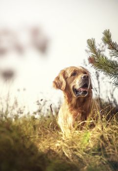 Golden Retriever on the nature and leisure