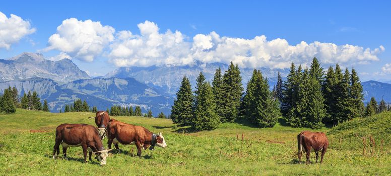 Panoramic view of brown cows with the Alps in the background