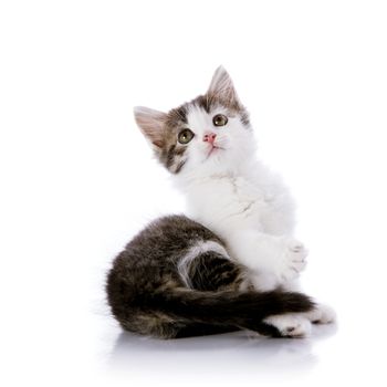 Small kitten. Kitten on a white background. Small predator. Small cat.