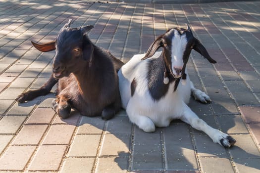 Two goat sitting on the pavement in the city.