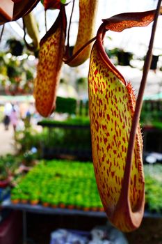 Nepenthes Leopard showcase for agriculture in Thailand