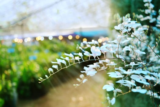 Together a bouquet of white orchids with plants