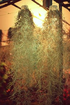 Spanish moss is hanging on sunset