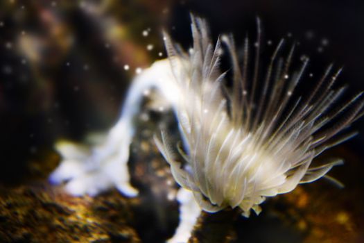 Anemones and corals with rock in underwater