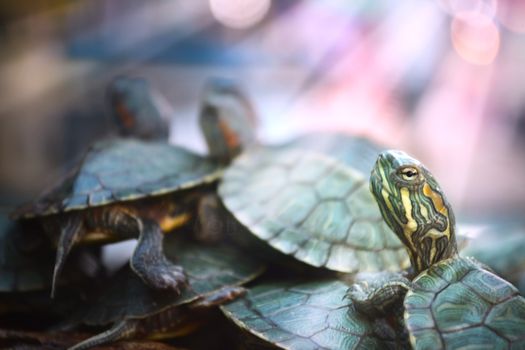 turtle couples.Turtles is Breeding to lay their eggs