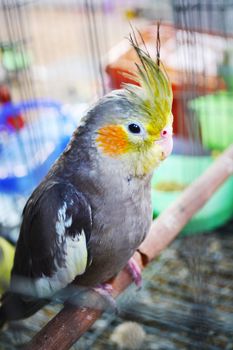 Parrot with a Cheeks and crest yellow