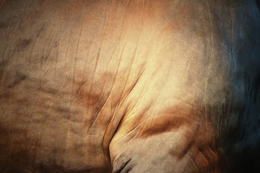 cow skin of brown ox for texture