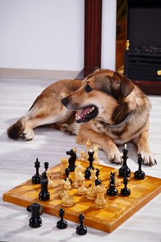 Dog and chess against a fireplace. Clever dog. Game in chess.