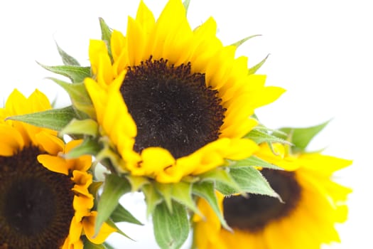 bouquet of three sunflowers isolated on white