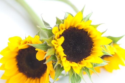 bouquet of three sunflowers isolated on white