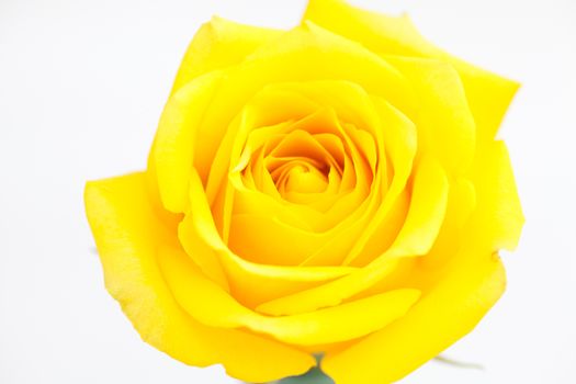  beautiful yellow rose isolated on white