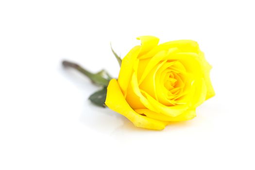  beautiful yellow rose isolated on white