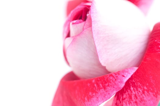 unusual beautiful red rose in a vase