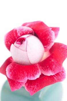 unusual beautiful red rose in a vase