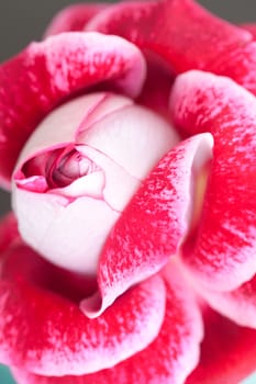 unusual beautiful red rose in a vase