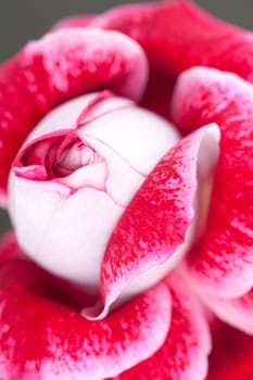 unusual beautiful red rose in a vase