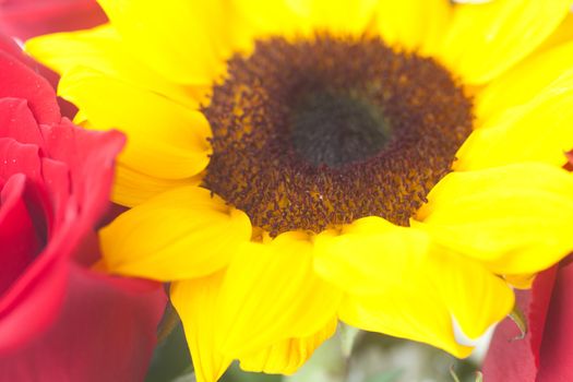 bouquet of red roses and sunflower in a vase 