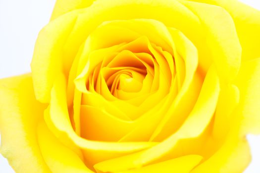  beautiful yellow rose isolated on white