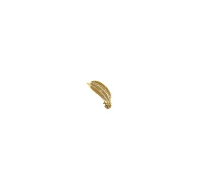 Macro of a carrot seed isolated on white background