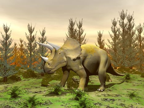 One triceratops dinosaur standing in nature with green grass and fir trees by sunset