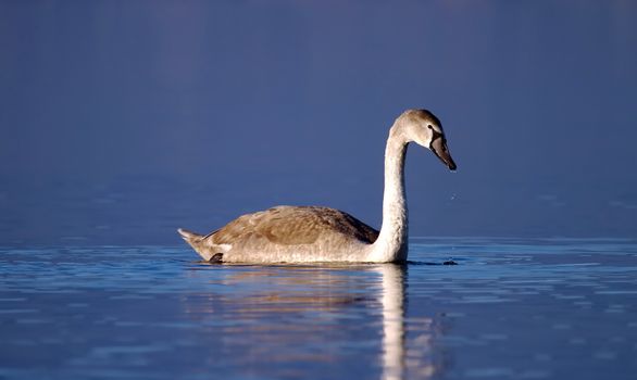 One young mute swan floating quietly on blue water