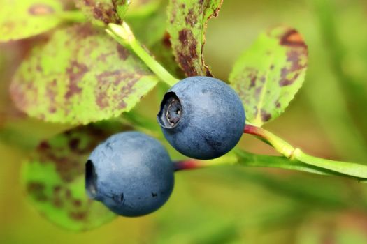 Blueberry bush in the forest (Vaccinium myrtillus).