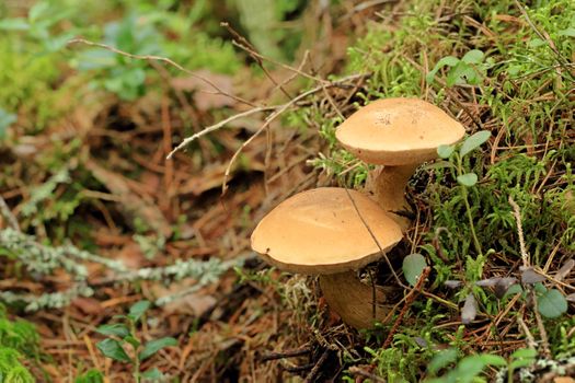 Mushroom suillus bovinus growing in the forest (Suillus bovinus).